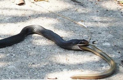 மிக பெரிய அனகோண்டா இனம் கண்டு பிடிப்பு அமேசன் காடுகளில் அதிர்ச்சி படங்கள் - Page 5 Snake-eats-snake+%289%29