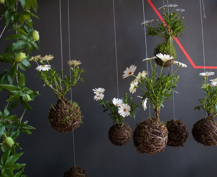 flores del sol string gardens