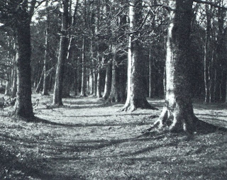 Agnes Warburg