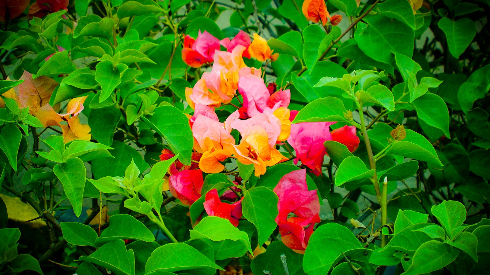 Dream's Come True: Garden Flowers