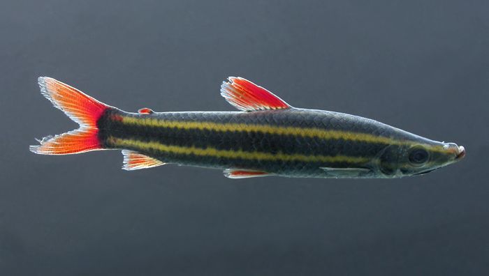 [Anostomus+Anostomus.jpg]