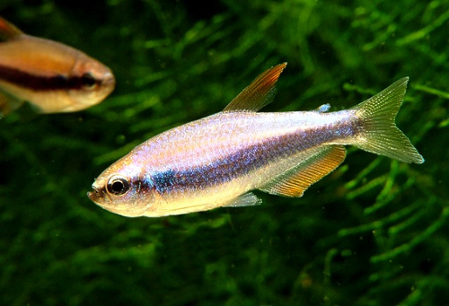 [Inpaichthys.jpg]