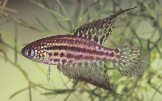 [Simpsonichthys-constanciae.jpg]