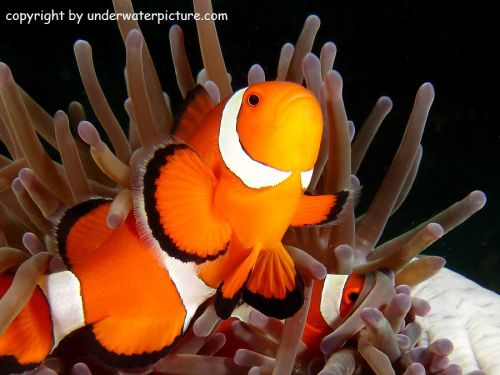 [Amphiprion++ocellaris.jpg]