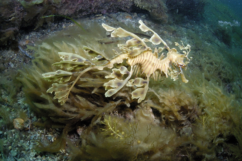 [Phycodurus+eques6.jpg]