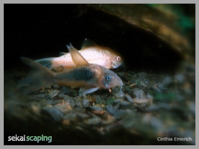 [corydorasaeneus.jpg]