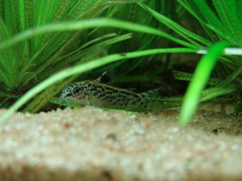 [Apauciradiatus.jpg]