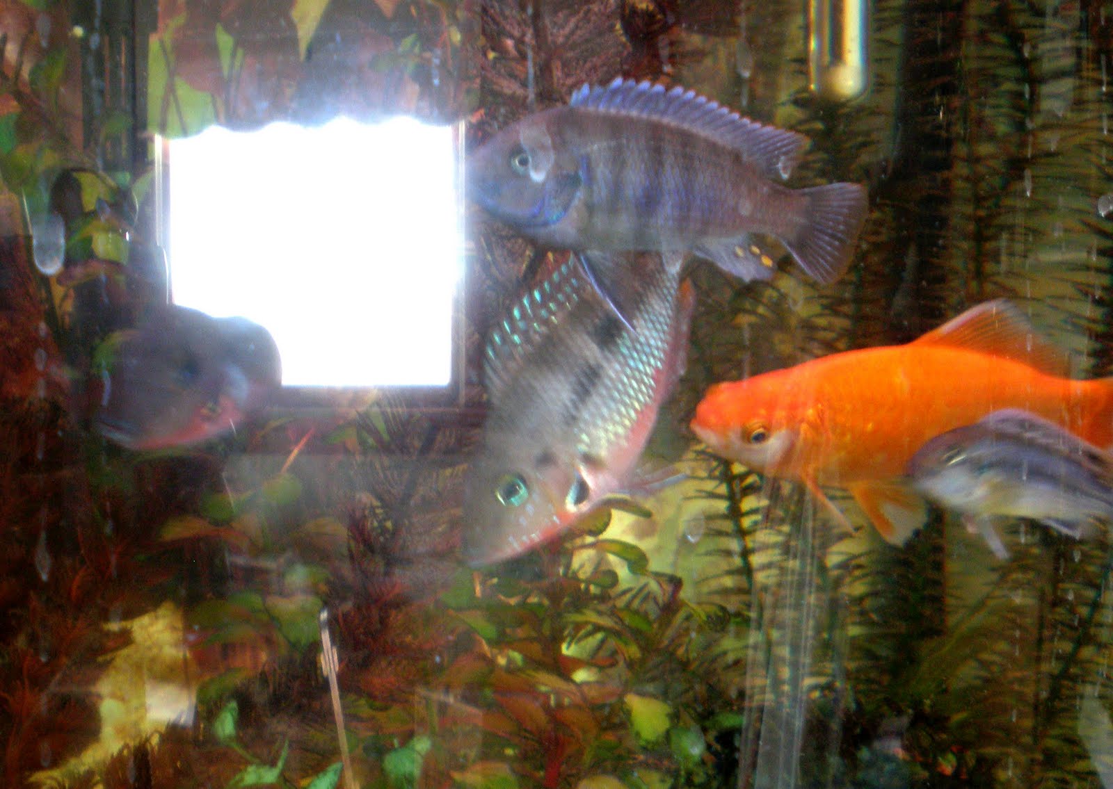 [fish+tank+reflection.jpg]