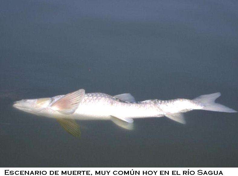 [muerte-rio-sagua.JPG]