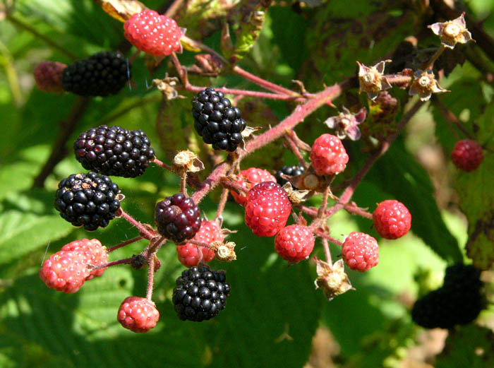 Studio and Garden Wild Blackberries