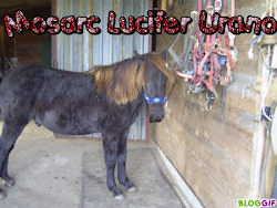 Ma raison de vivre,mon cheval,un amour inconditionel pour Urano ma petite étoile