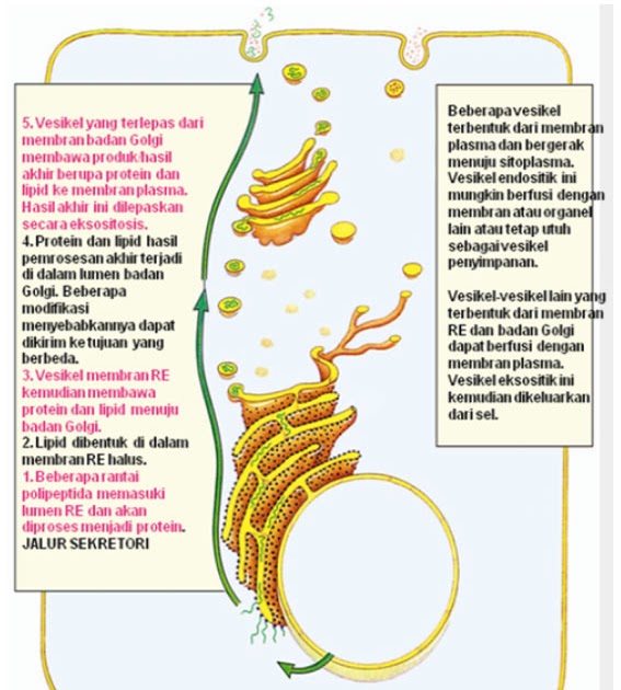 BIOLOGI ASYIK BADAN GOLGI