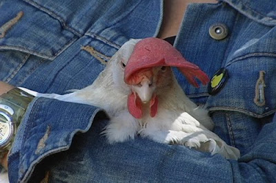Image result for chickens in blue jeans