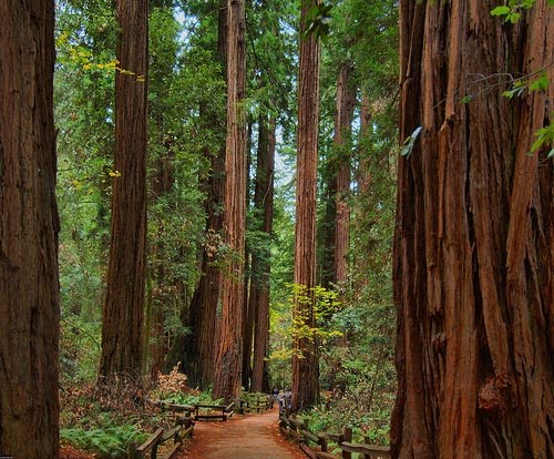 [09+redwoods.jpg]