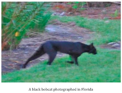 Species: Black Bobcat Pelt/Appearence: Eyes: green. Personality: tba