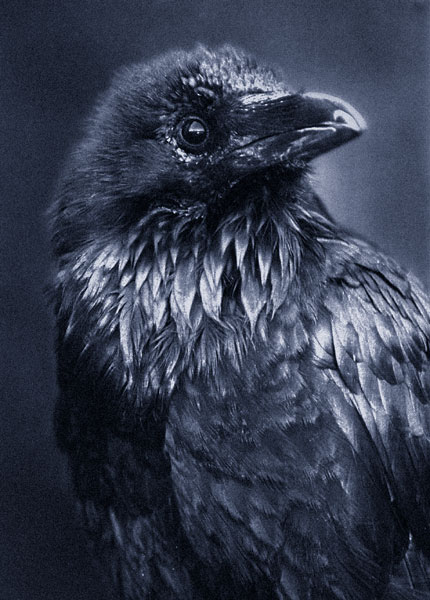 [raven_smaller.jpg]