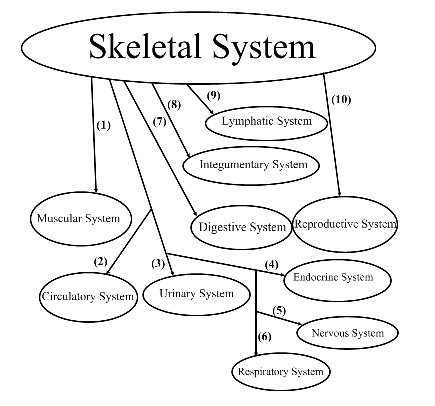 Anatomy/Physiology Assignments: Skeletal System Graphic Organizer