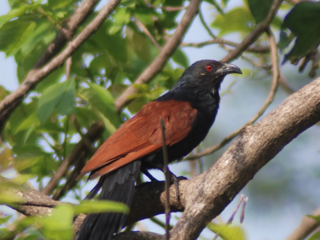 crow pheasant