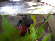 Happy Fish