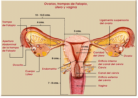 Si las pequeñas manos esto el pequeño miembro