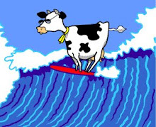 SURF NORMAND VACHE+SURF