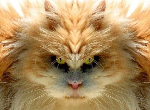 Mean Kitty
