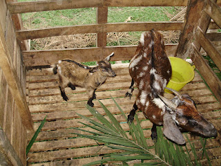 Gambar+kambing+kampung