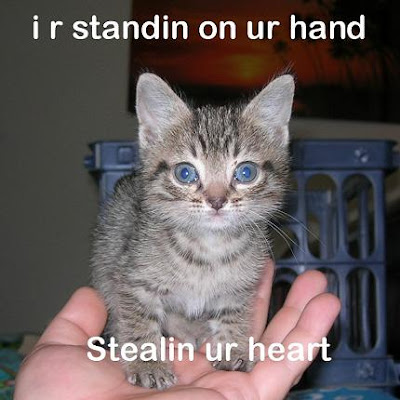 lolcat1.JPG