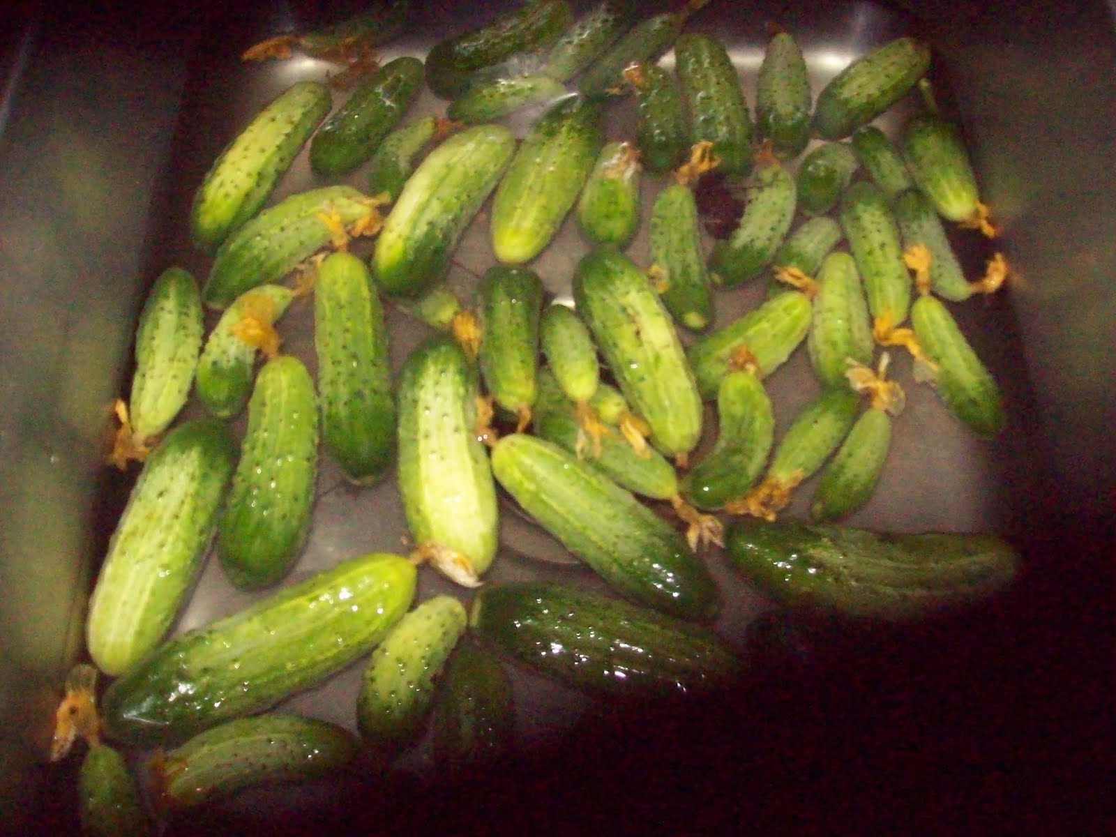 The Urban Trowel Bucket Pickles The Dill Version