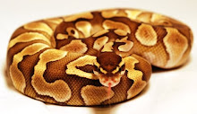 Specializing in Ball Python Morphs