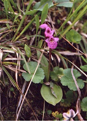 Aorchis spathulata (Lindl.) Vermeulen in Sikkim, Tsomgo lake