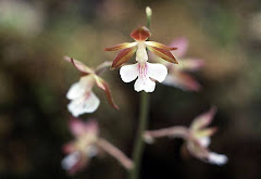 Calanthe discolor Lindl.