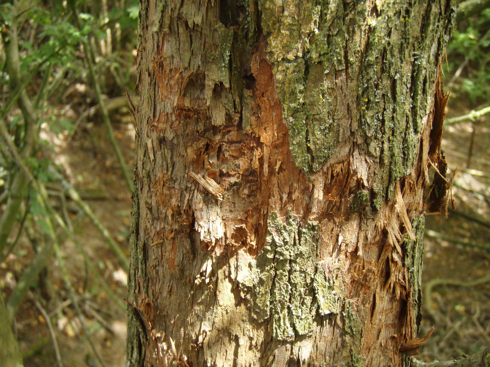 bigcatdetective More tree scratches