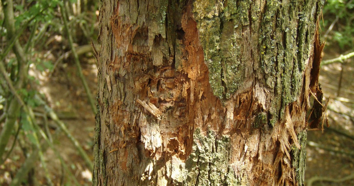 bigcatdetective More tree scratches