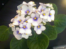 The African Violet