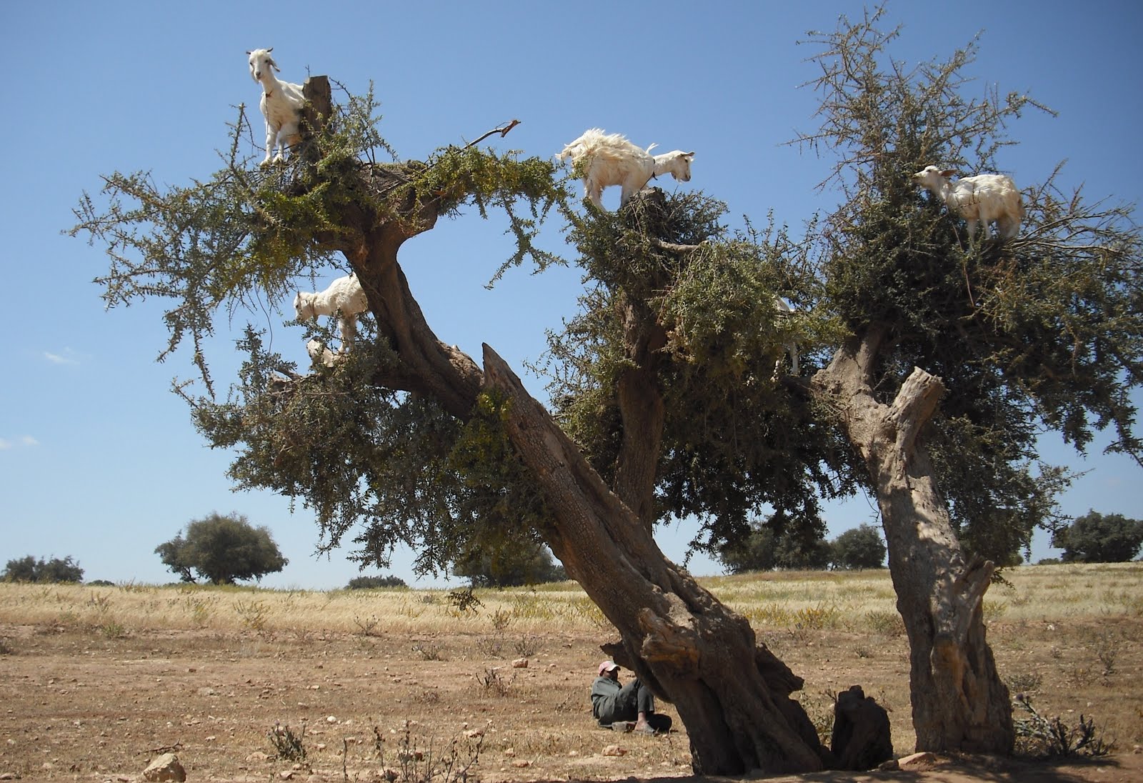 Goats On Trees