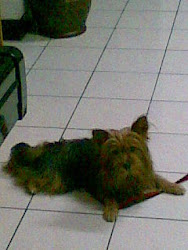 Sweet little dog of my hostfam: Tiramisu!!