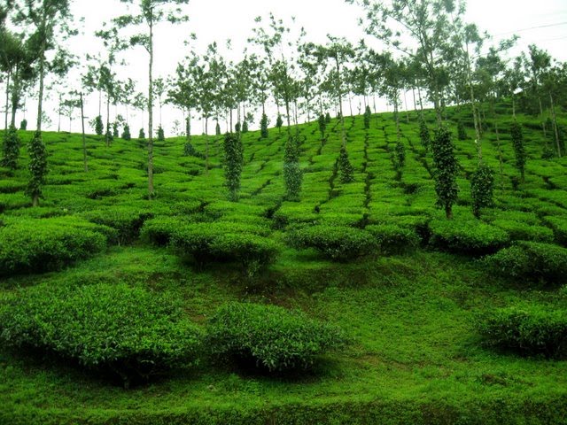 http://4.bp.blogspot.com/_vzK_JffYUqY/S8cLRaR1SgI/AAAAAAAAAo0/tLD5ge3_ML0/s1600/kerala-beauty.jpg