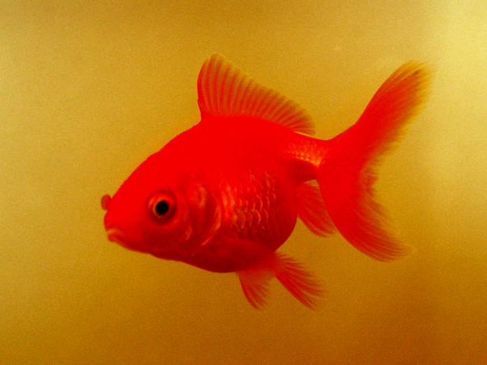 goldfish eggs how long to goldfish eggs hatch. goldfish eggs how long to