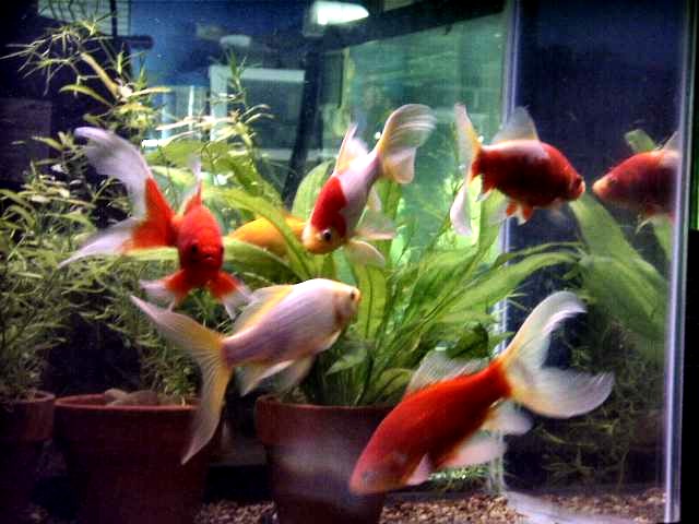 Big Comet Goldfish