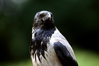 hooded crow