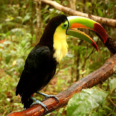 Sulphur-breasted toucan