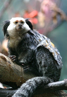 white headed marmoset