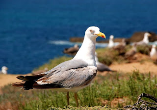 seagull