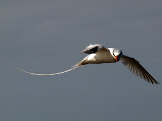 red billed tropic bird