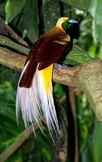 lesser bird of paradise