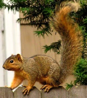 fox squirrel