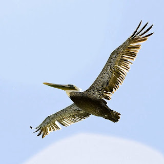 brown pelican