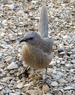 Arabian babbler