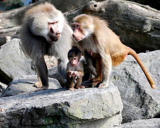 Hamadryas baboon